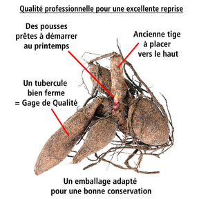 3 Dahlias nains Princesse Gracia - Dahlia princesse gracia - Willemse