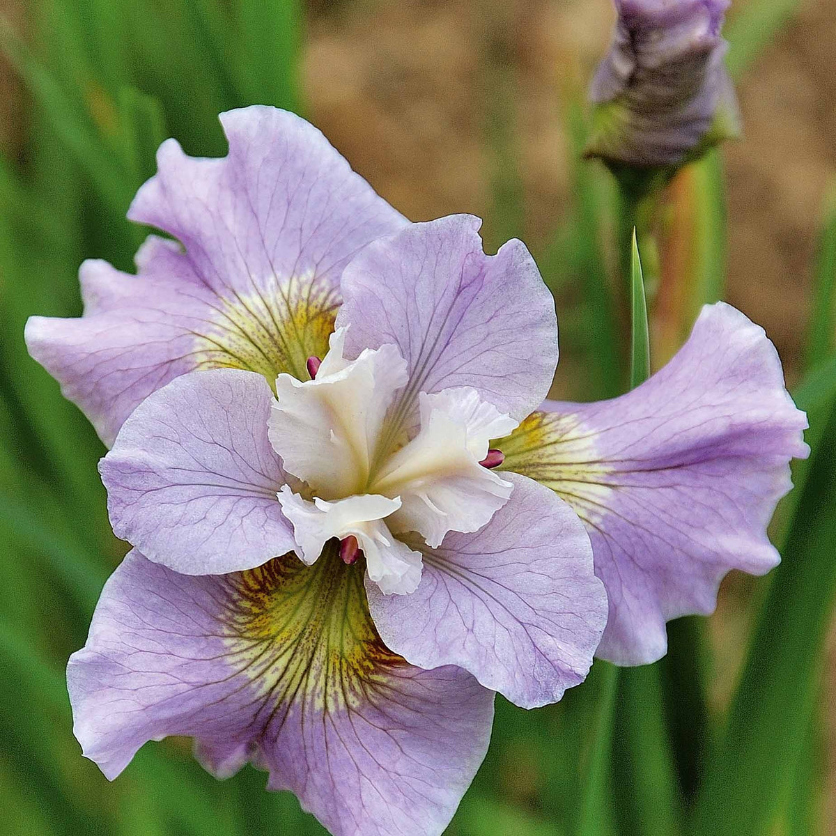 2 Iris de Sibérie Dawn Walz - Willemse