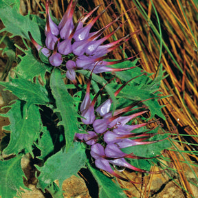 2 Physoplexis comosa - Physoplexis comosa - Willemse