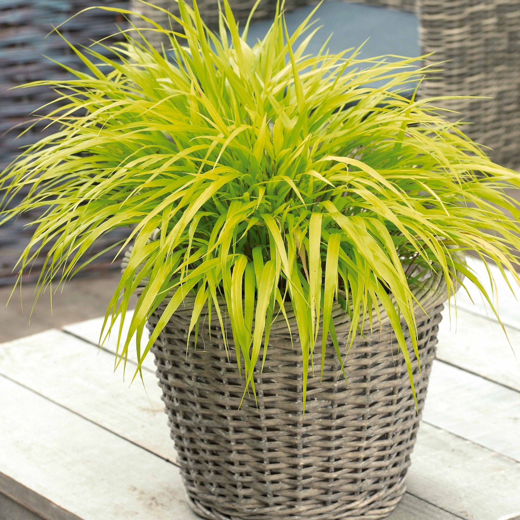 Herbe du japon dorée - Willemse