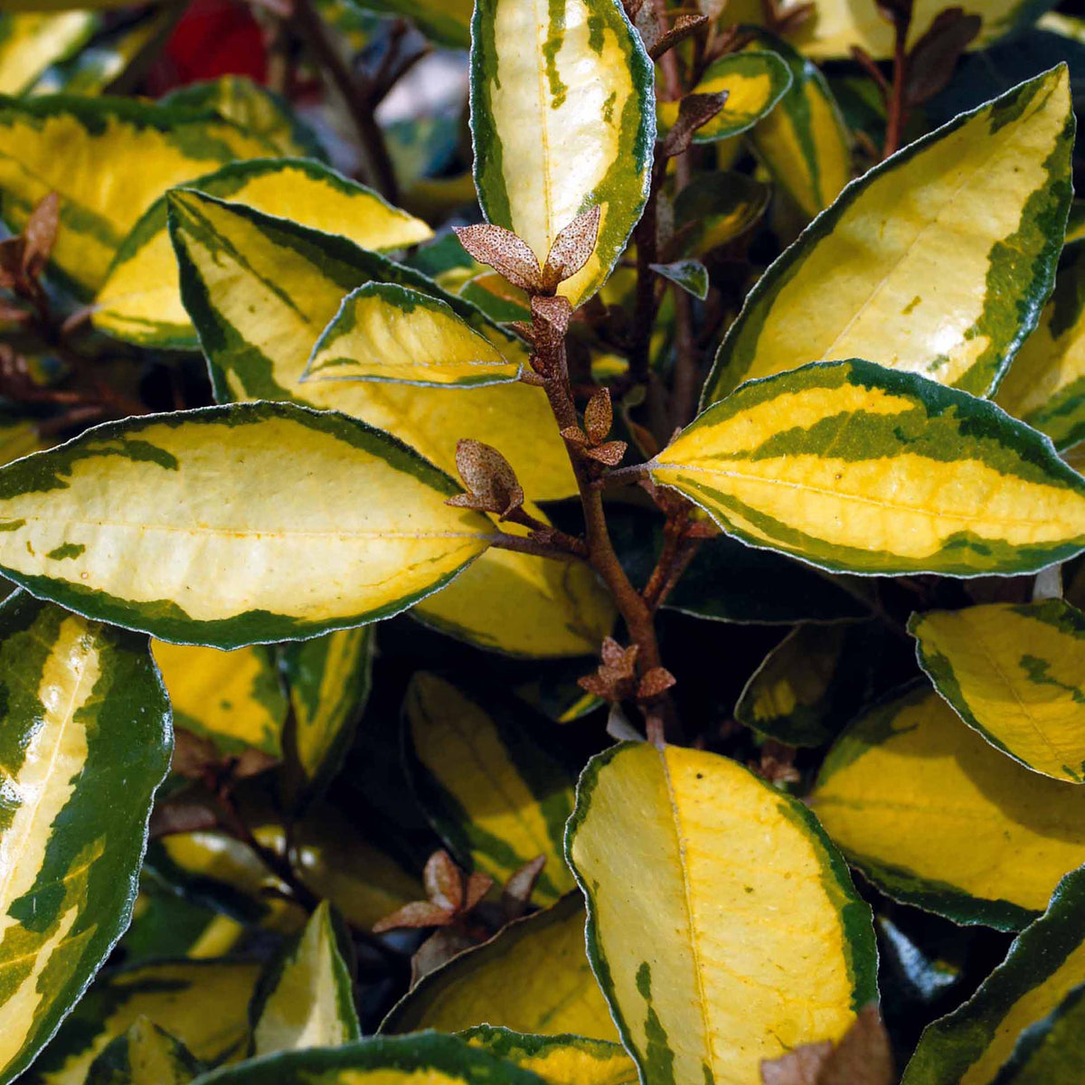 Eleagnus Eleador - Willemse