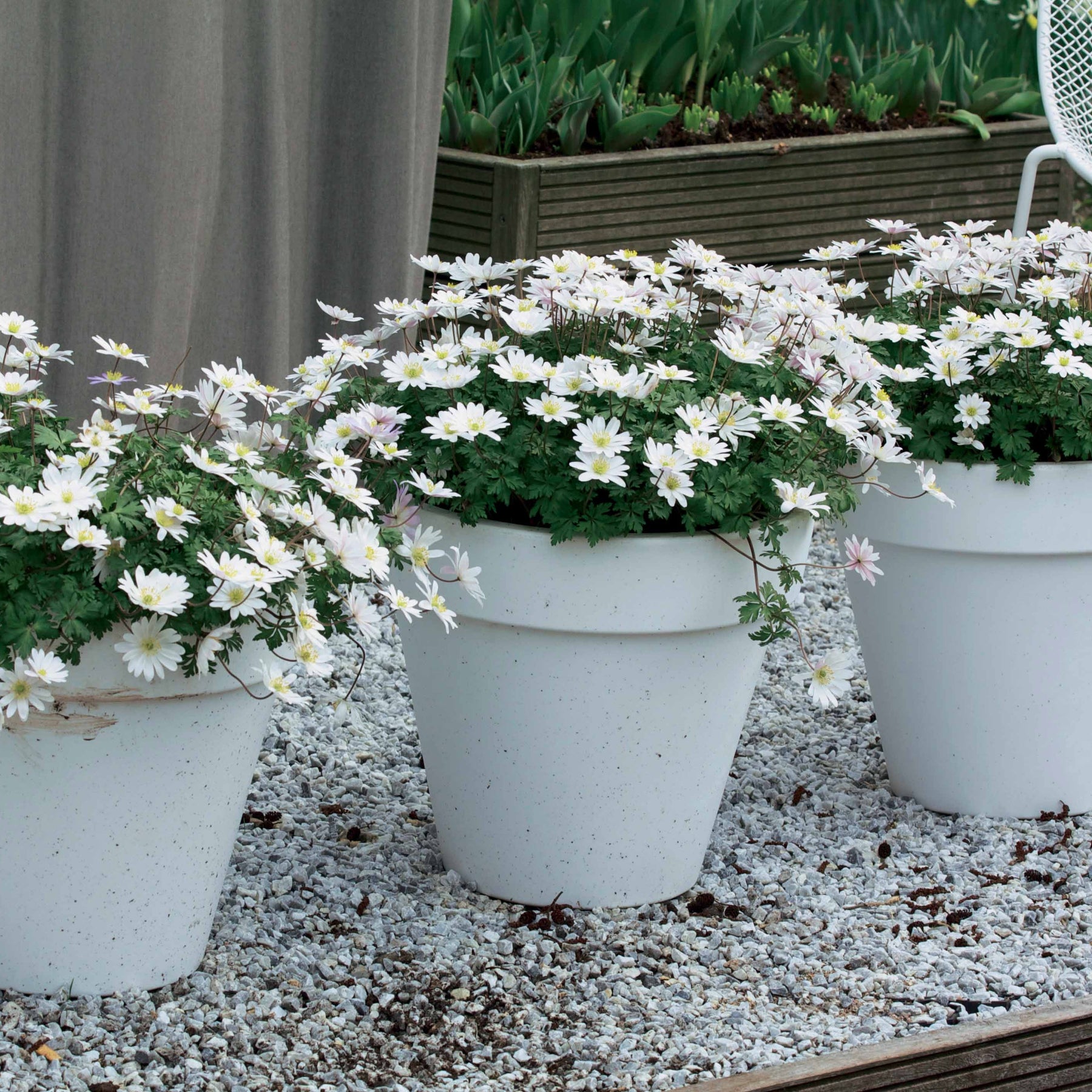 25 Anémones de Grèce blanches - Anemone blanda white splendour - Willemse