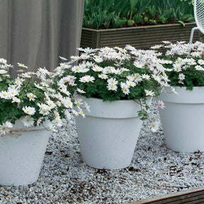 25 Anémones de Grèce blanches - Anemone blanda white splendour - Willemse