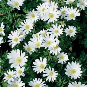 Anemone blanda white splendour - 25 Anémones de Grèce blanches - Anémone