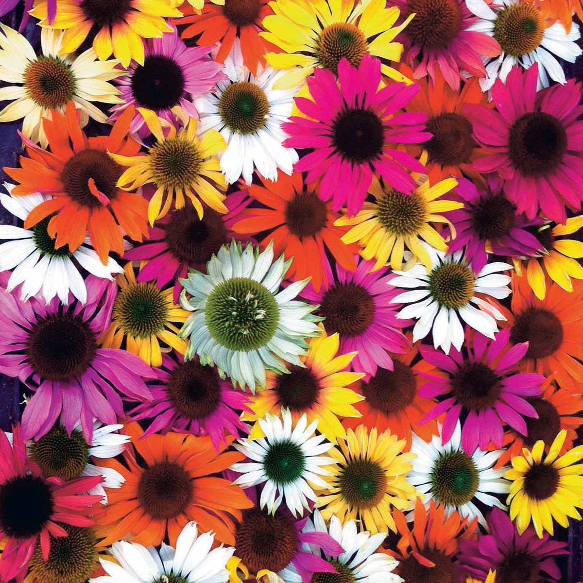 3 Marguerites papillons en mélange - Willemse