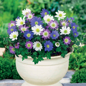 50 Anémones de Grèce en mélange - Willemse