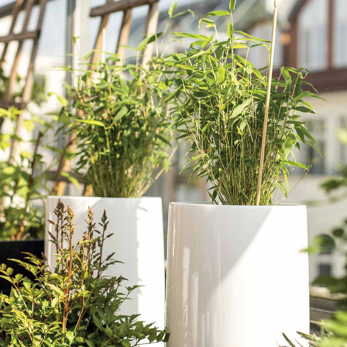 20 Bambous - Haie de 12 m linéaire - Arundinaria murielae - Willemse