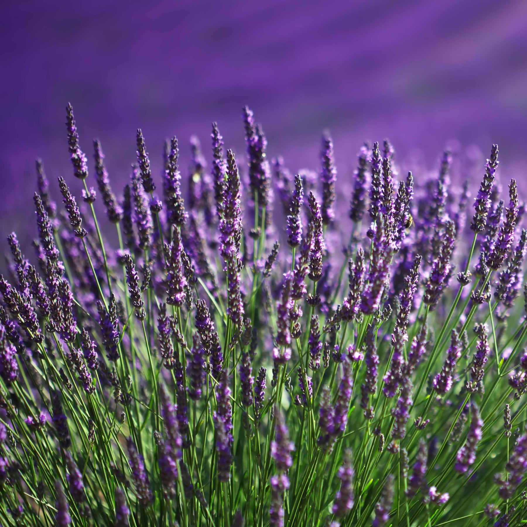 30 Lavandes bleues - Lavandula angustifolia munstead - Willemse