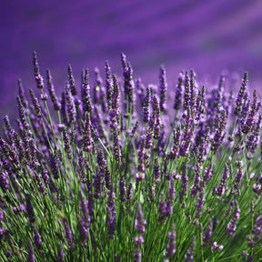 30 Lavandes bleues - Lavandula angustifolia munstead - Willemse