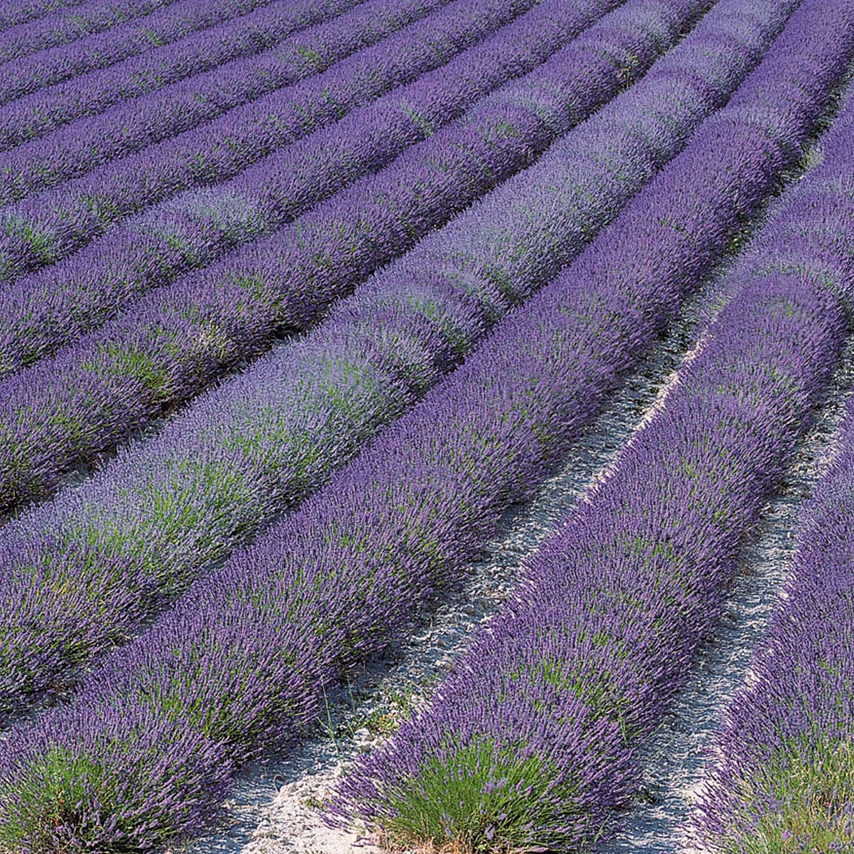 15 Lavandes de Grasse - Lavandula angustifolia grosso - Willemse