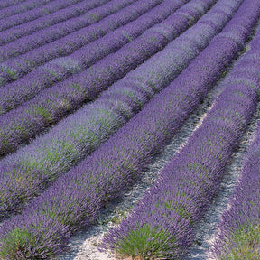 15 Lavandes de Grasse - Lavandula angustifolia grosso - Willemse