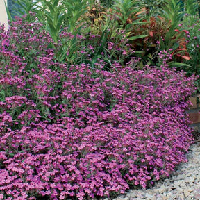 30 Saponaires ocymoides - Willemse