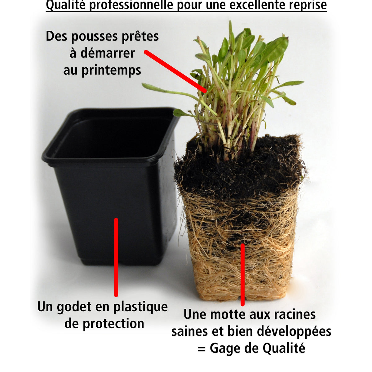 15 étoiles bleues tapissantes - Superficie environ 1,5 m² - Isotoma fluviatilis - Willemse