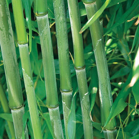 10 Bambous verts - Haie de 10 m linéaire - Phyllostachys bisseti - Willemse