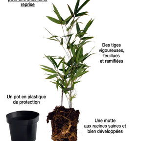 Phyllostachys bisseti - 20 Bambous verts - Haie de 20 m linéaire - Bambous