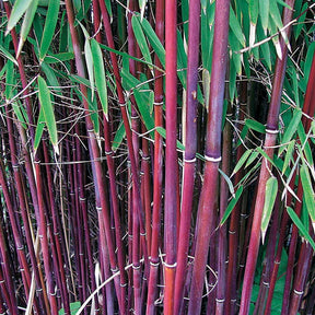 10 Bambous à cannes rouges, Bambou des pandas - Haie de 10 m long - Willemse