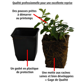 Vente Photinia fraseri red robin - 30 Photinias Red Robin - Haie de 25 m linéaire