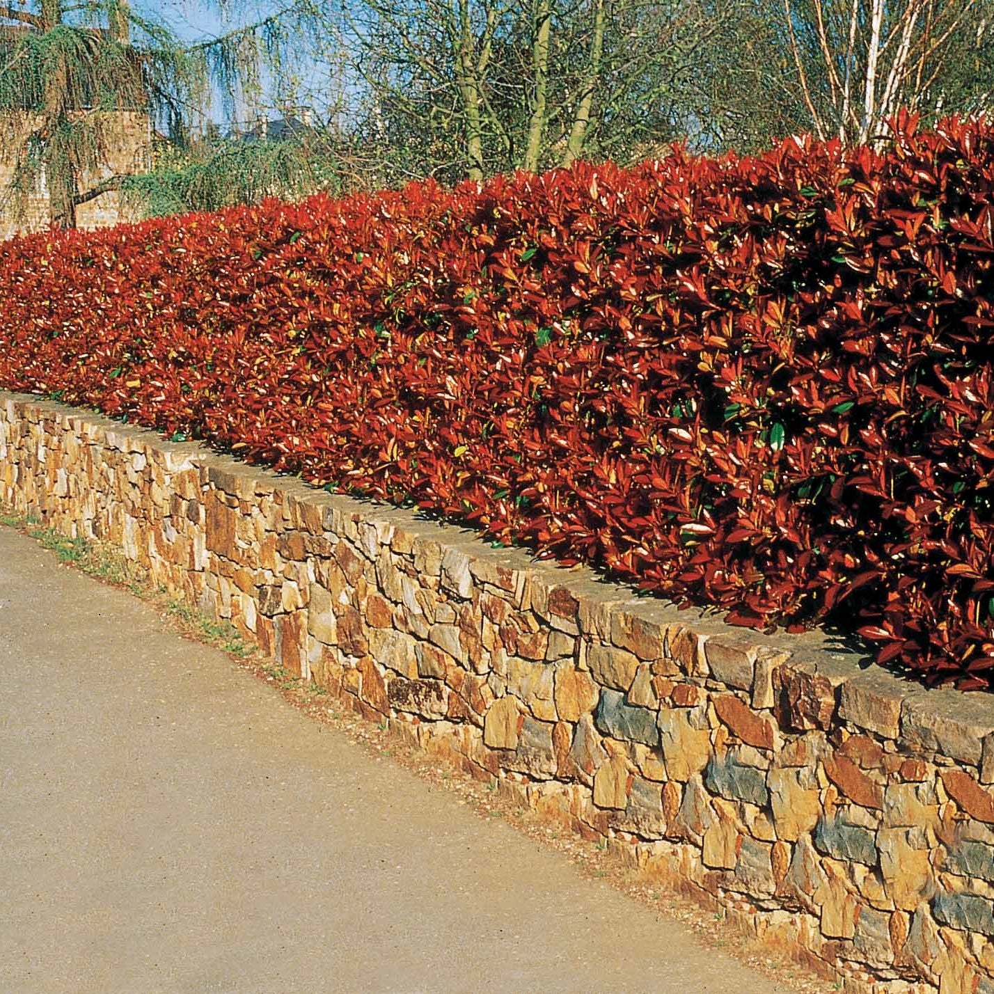 30 Photinias Red Robin - Haie de 25 m linéaire - Photinia fraseri red robin - Willemse