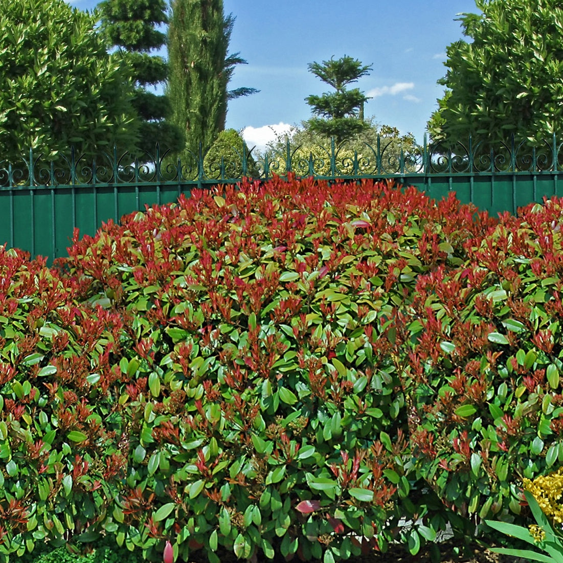 Vente 30 Photinias Red Robin - Haie de 25 m linéaire