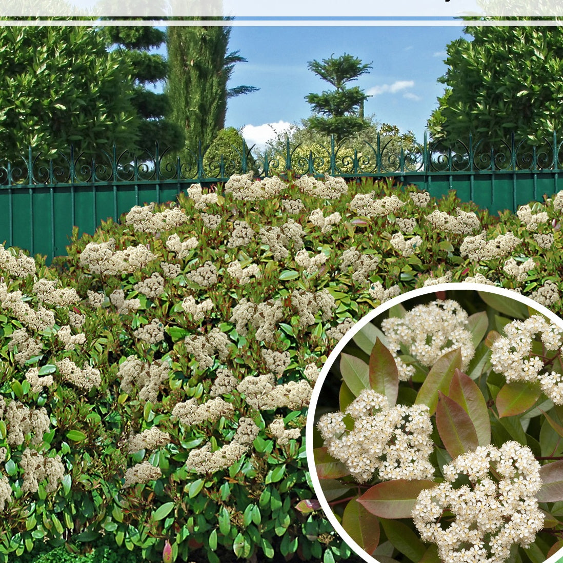 30 Photinias Red Robin - Haie de 25 m linéaire - Arbustes à feuillage persistant - Willemse
