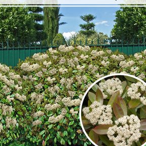 30 Photinias Red Robin - Haie de 25 m linéaire - Arbustes à feuillage persistant - Willemse