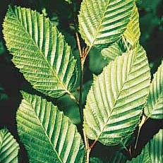 Carpinus betulus - 60 Charmes - Haie de 21 m linéaire - Arbustes de haie