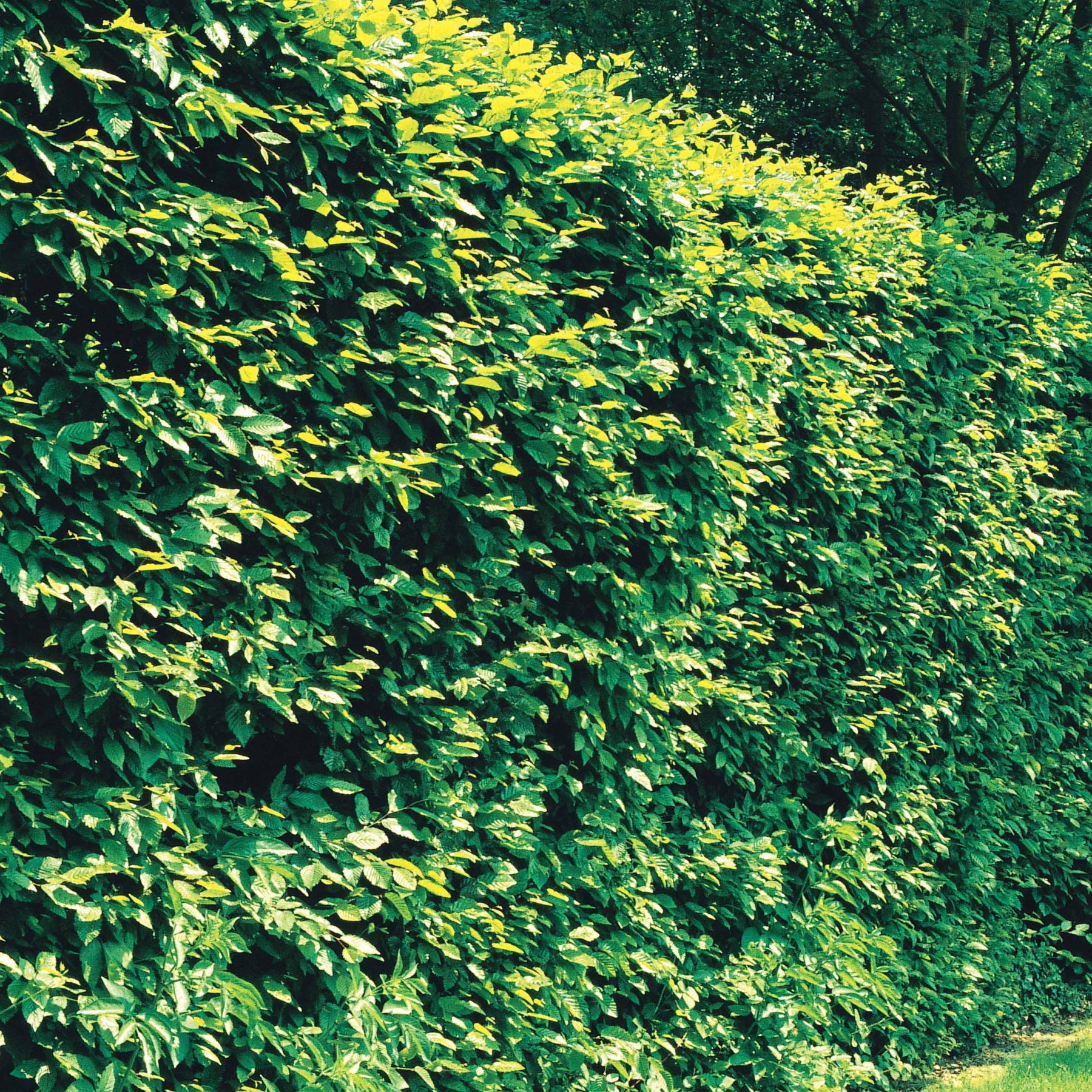 Arbustes de haie - 60 Charmes - Haie de 21 m linéaire - Carpinus betulus