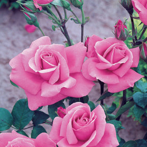 20 Rosiers Queen Elisabeth roses - Rosa queen elisabeth - Willemse