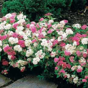 30 Spirées tricolores - Haie de 15 m linéaire - Willemse