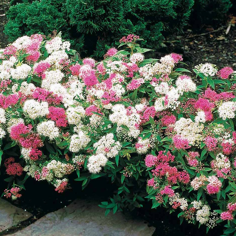 30 Spirées tricolores - Haie de 15 m linéaire - Willemse