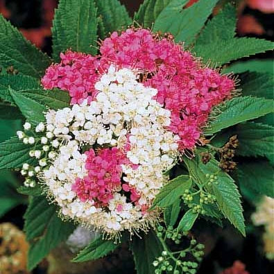 30 Spirées tricolores - Haie de 15 m linéaire - Spirea japonica shirobana - Willemse