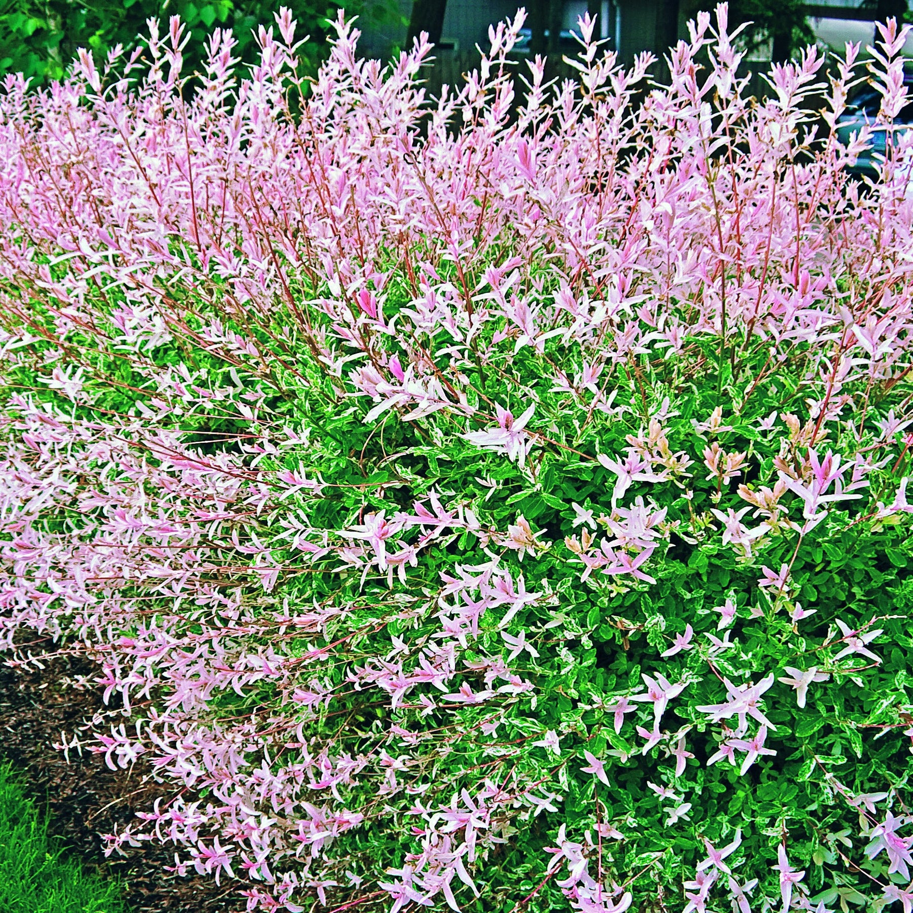 40 Saules Crevette - Haie de 24 m linéaire - Willemse