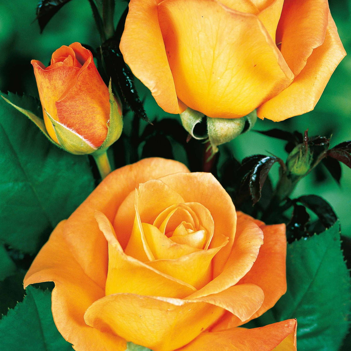 20 Rosiers buissons Whisky - Willemse