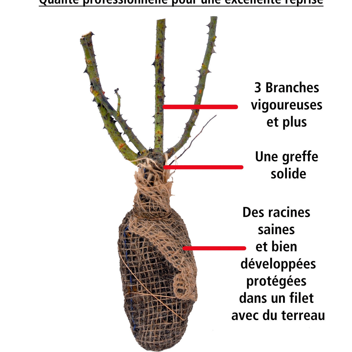 20 Rosiers buissons Whisky - Rosa whisky - Willemse