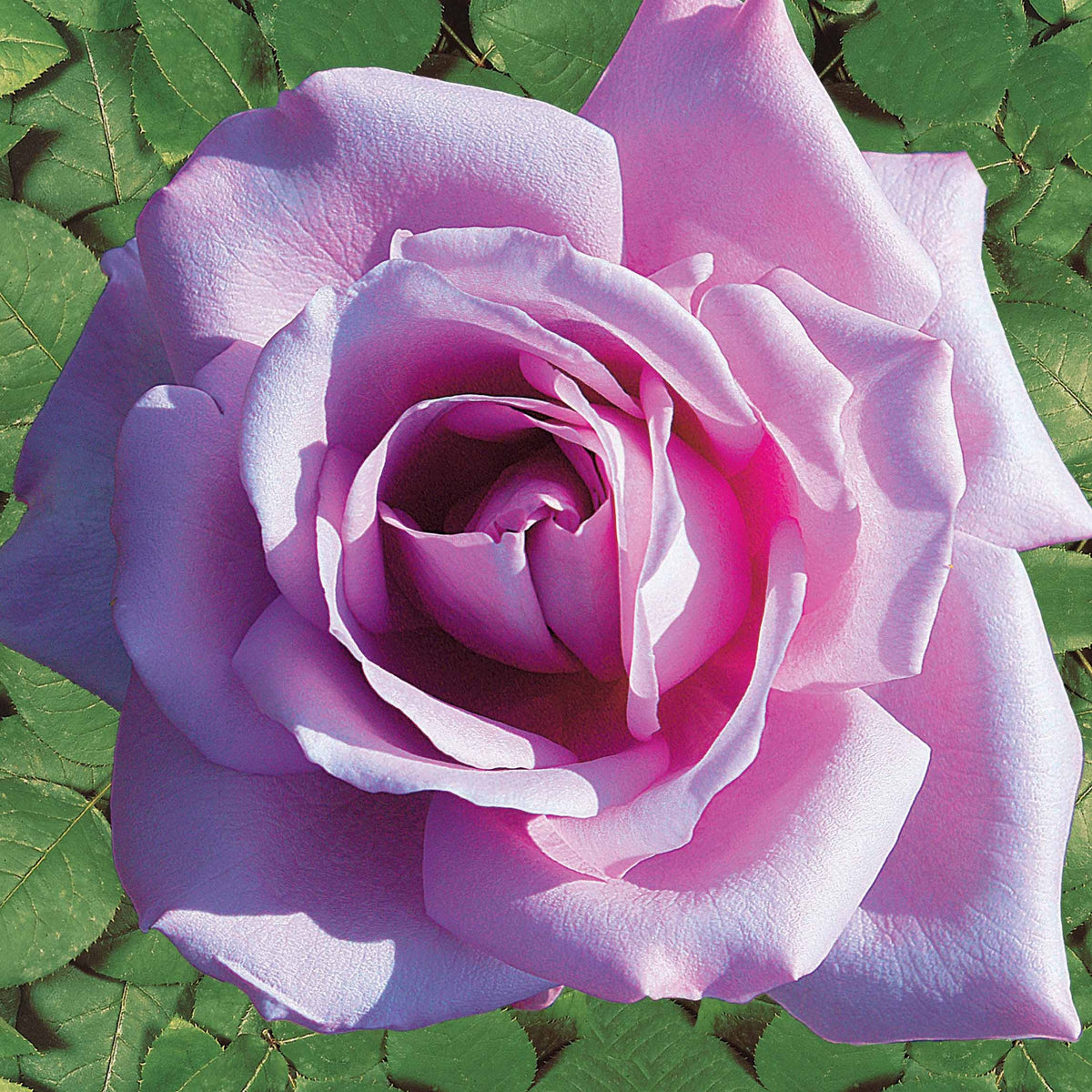 20 Rosiers buissons Lune Bleue - Willemse