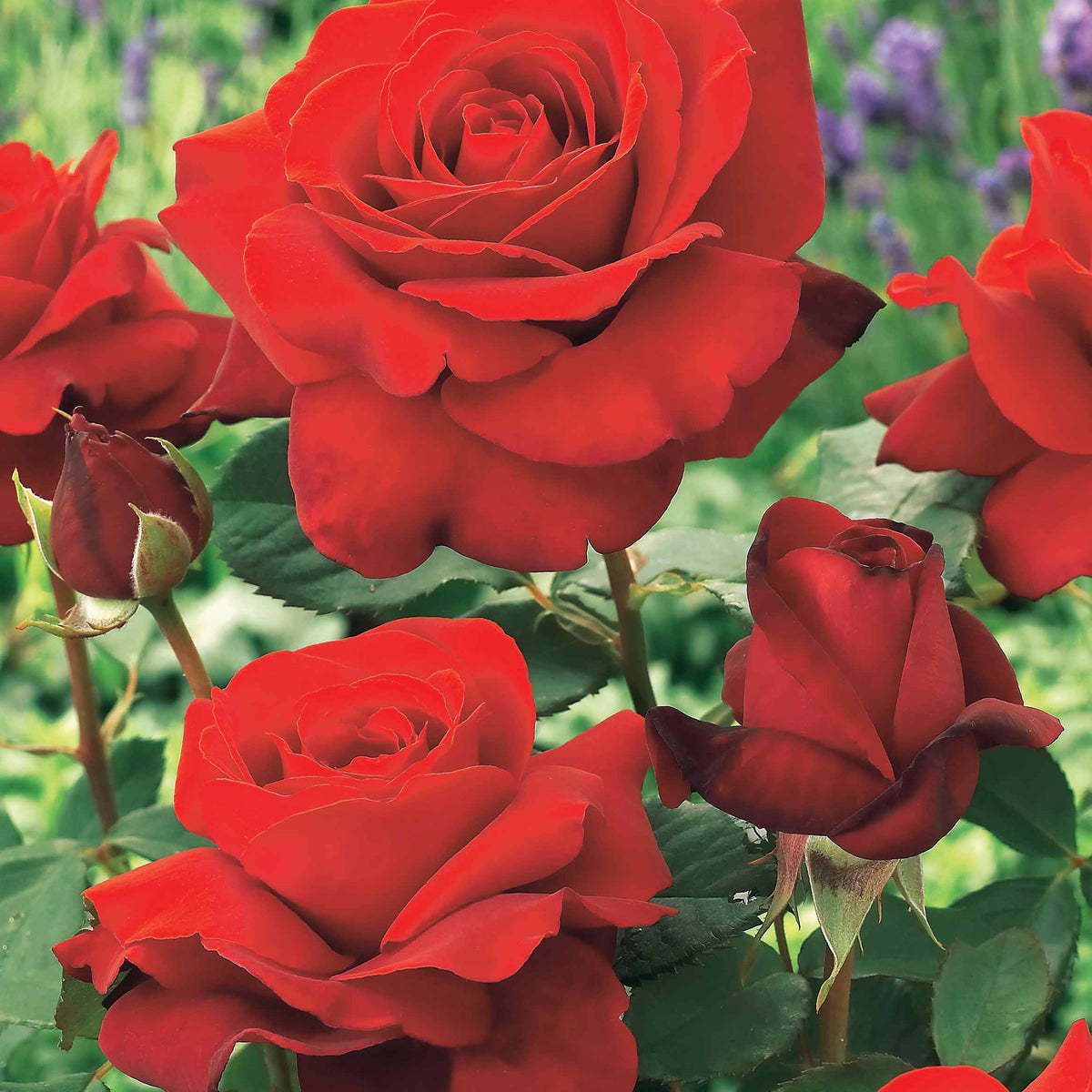 20 Rosiers buissons La Magie du parfum (Duftzauber 84) - Willemse