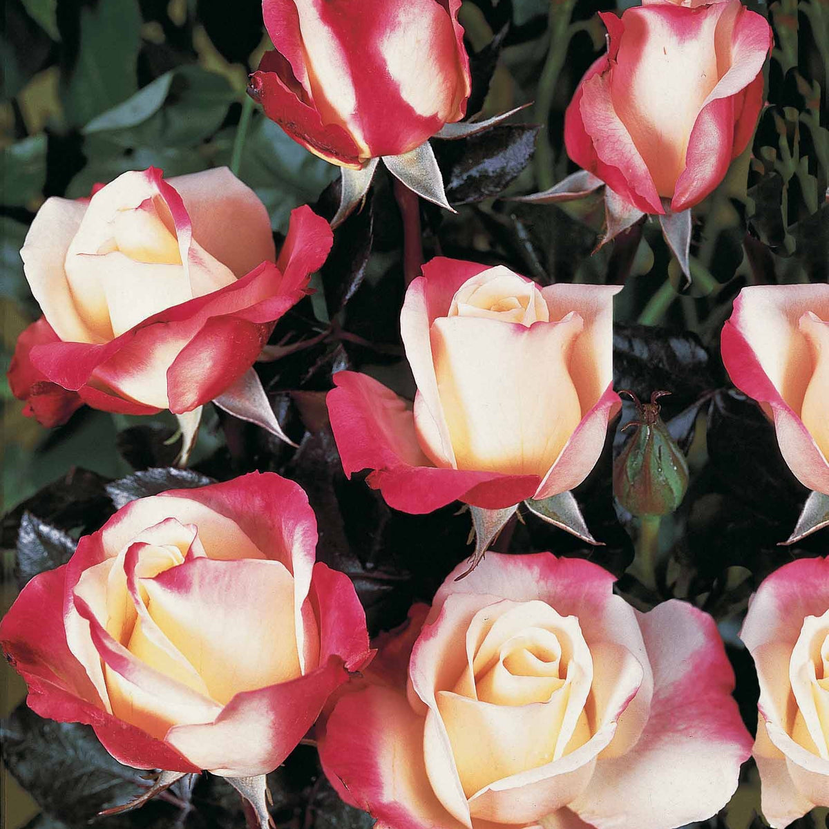 20 Rosiers buissons Nostalgie ® - Rosa nostalgie ® - Willemse