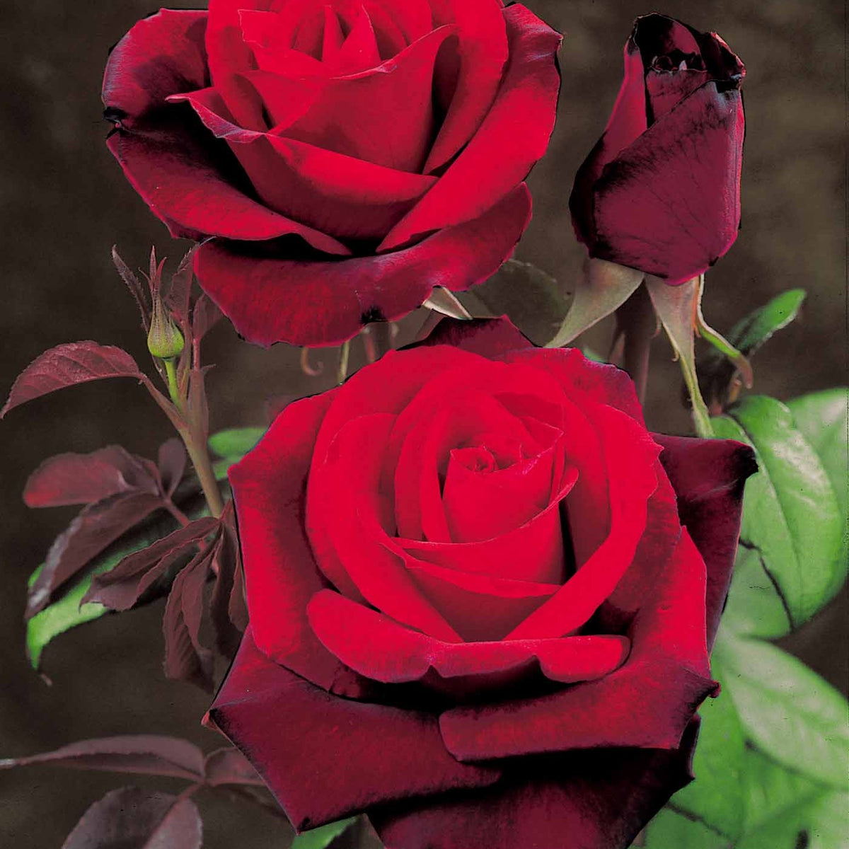 20 Rosiers buissons Barkarole - Willemse