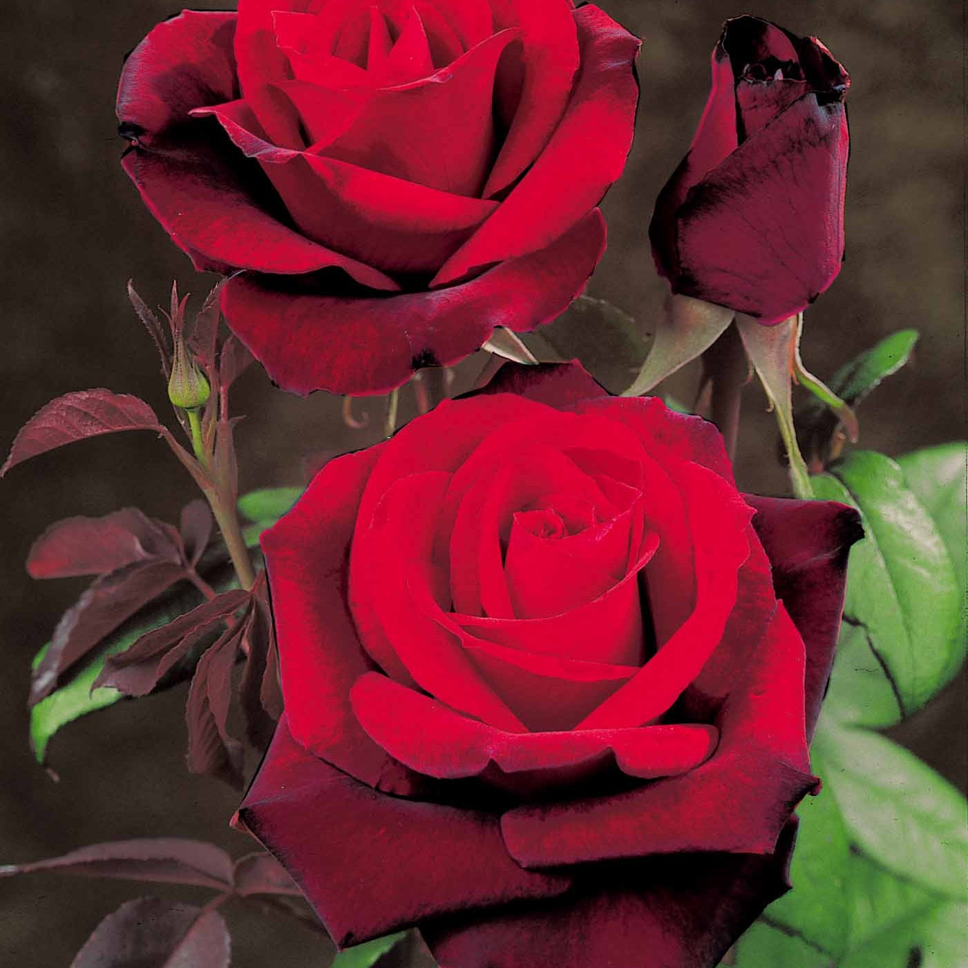 20 Rosiers buissons Barkarole - Willemse