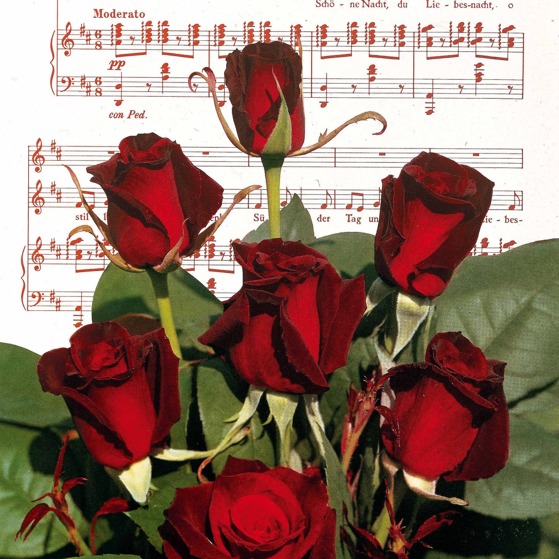 20 Rosiers buissons Barkarole - Rosa barkarole - Willemse