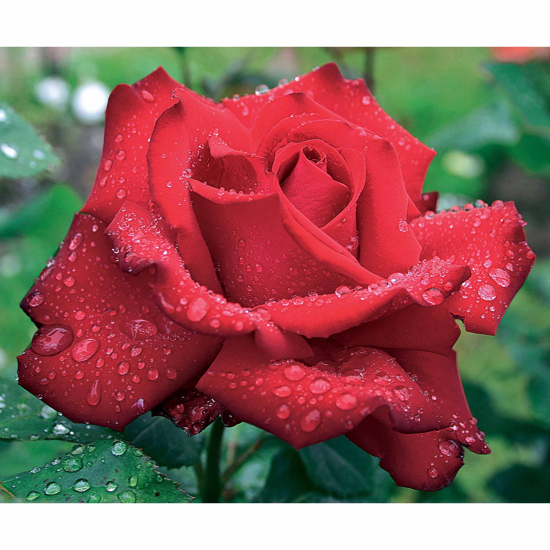 20 Rosiers buissons Grande Amore ® - Rosa grande amore ® - Willemse