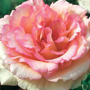 10 Rosiers buissons Souvenir de Baden Baden ® Korsouba - Willemse