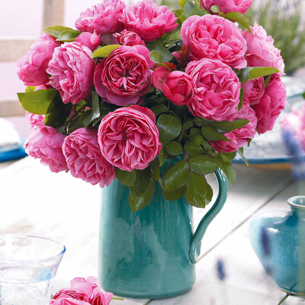 20 Rosiers floribunda Leonardo da Vinci ® Medeauri - Willemse