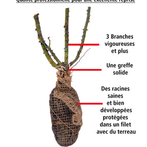 Rosiers - 20 Rosiers floribunda Leonardo da Vinci ® Medeauri - Rosa leonardo da vinci ® medeauri