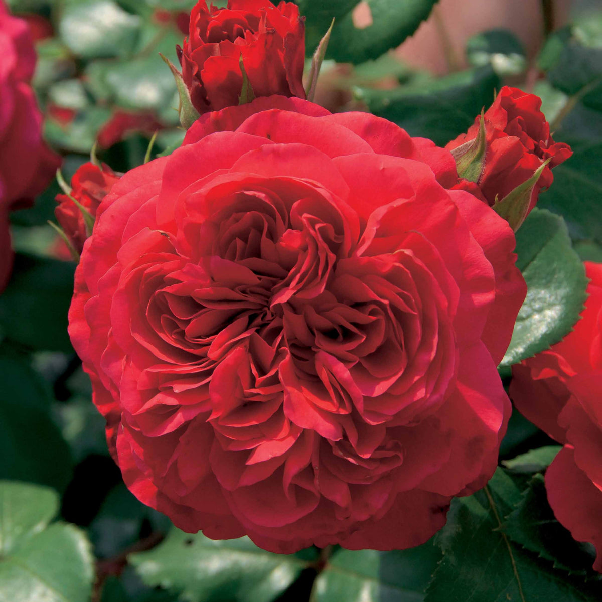 20 Rosiers floribunda Red Leonardo da Vinci ® Meiangele - Willemse