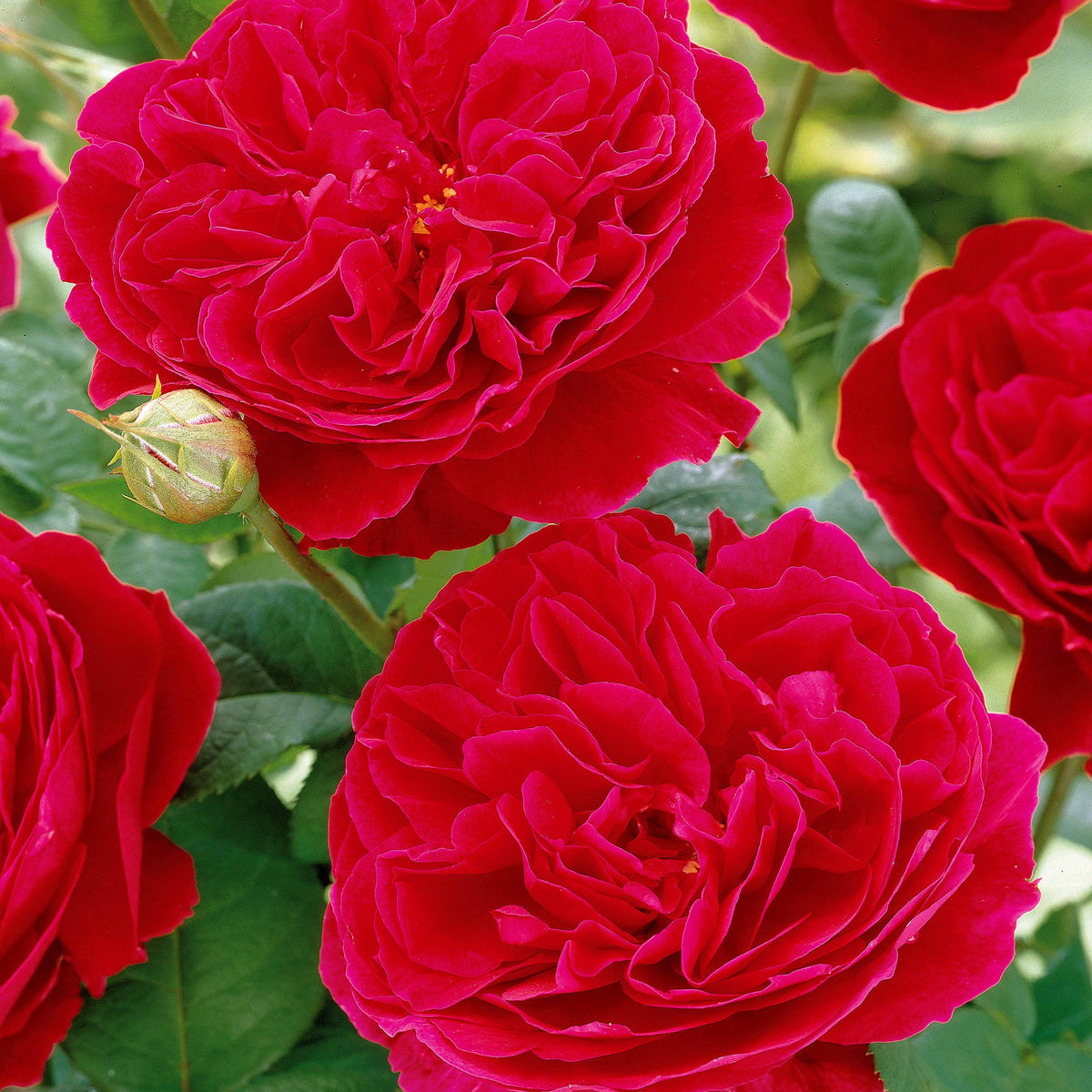 20 Rosiers floribunda Red Leonardo da Vinci ® Meiangele - Rosa red leonardo da vinci ® meiangele - Willemse