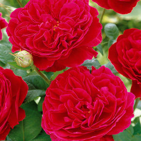 20 Rosiers floribunda Red Leonardo da Vinci ® Meiangele - Rosa red leonardo da vinci ® meiangele - Willemse