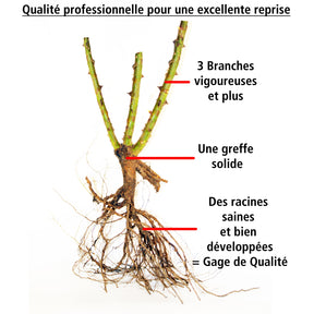 10 Rosiers botaniques Boule de Neige (Bourbon) - Rosa boule de neige - Willemse