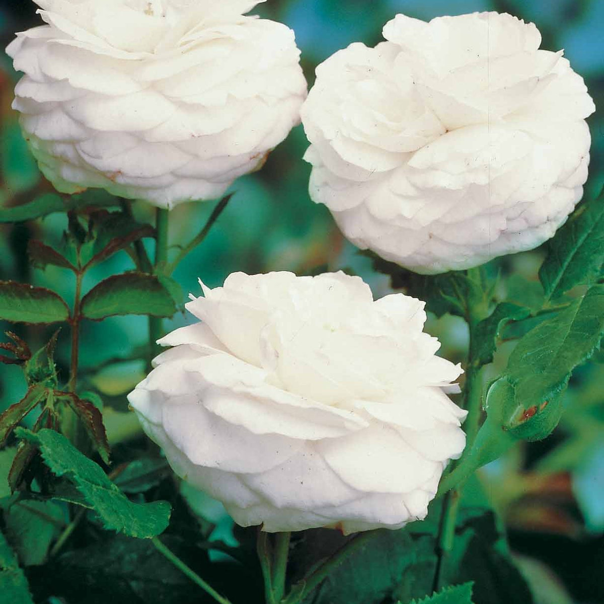 20 Rosiers botaniques Boule de Neige (Bourbon) - Willemse