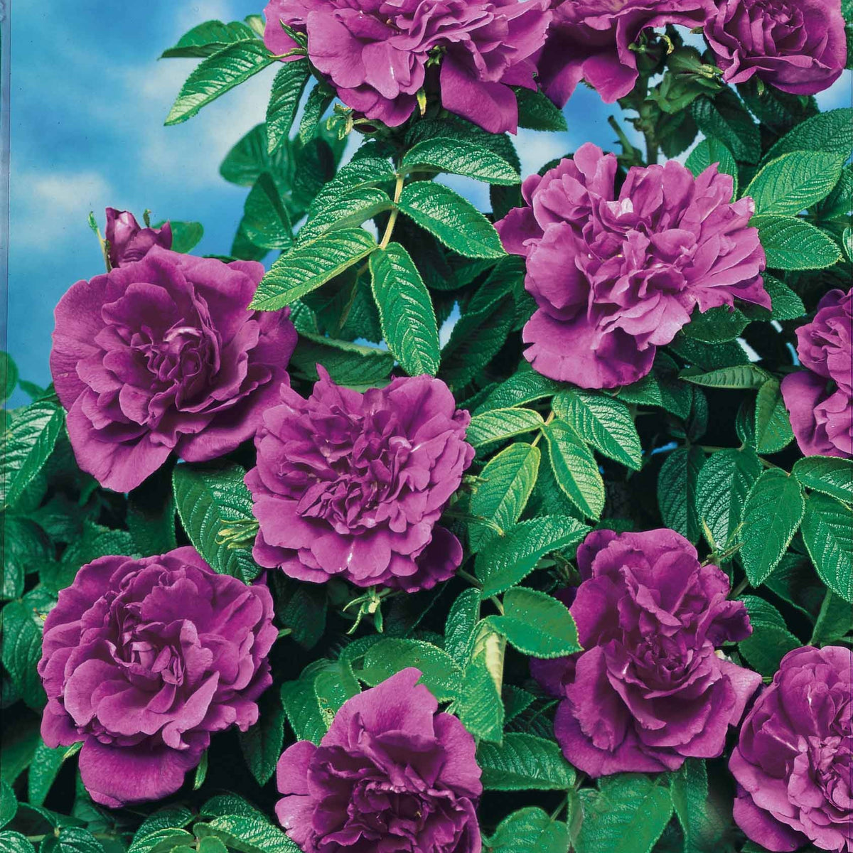 20 Rosiers botaniques Hansa - Willemse